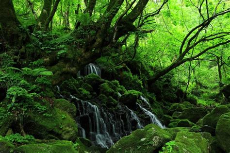 陰生植物 一覧|陰生植物とは？光の少ない環境で育つ性質を持つ植物